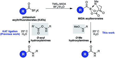 Graphical abstract: Synthesis and chemoselective ligations of MIDA acylboronates with O-Me hydroxylamines