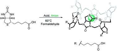 Graphical abstract: Discovery of a cyclic 6 + 6 hexamer of d-biotin and formaldehyde