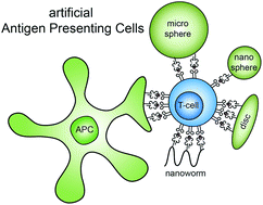 Graphical abstract: The right touch: design of artificial antigen-presenting cells to stimulate the immune system