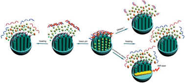 Graphical abstract: Integration of simultaneous and cascade release of two drugs into smart single nanovehicles based on DNA-gated mesoporous silica nanoparticles