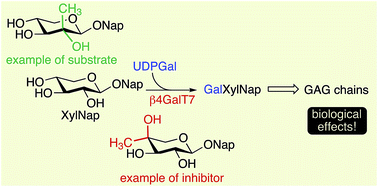 Graphical abstract: Rules for priming and inhibition of glycosaminoglycan biosynthesis; probing the β4GalT7 active site