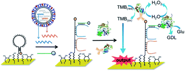 Graphical abstract: Exploitation of stem-loop DNA as a dual-input gene sensing platform: extension to subtyping of influenza A viruses