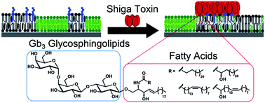 Graphical abstract: Influence of Gb3 glycosphingolipids differing in their fatty acid chain on the phase behaviour of solid supported membranes: chemical syntheses and impact of Shiga toxin binding