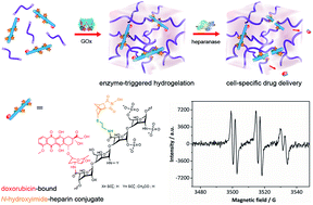 Graphical abstract: Glucose oxidase triggers gelation of N-hydroxyimide–heparin conjugates to form enzyme-responsive hydrogels for cell-specific drug delivery