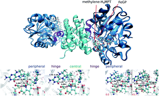 Graphical abstract: Hydrogen-activation mechanism of [Fe] hydrogenase revealed by multi-scale modeling