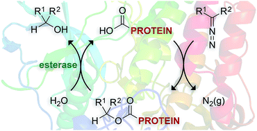 Graphical abstract: Diazo compounds for the bioreversible esterification of proteins