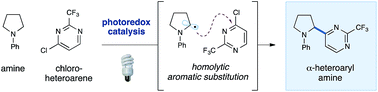 Graphical abstract: Amine α-heteroarylation via photoredox catalysis: a homolytic aromatic substitution pathway