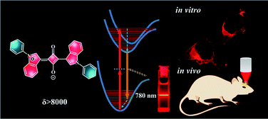 Graphical abstract: Rational design of small indolic squaraine dyes with large two-photon absorption cross section