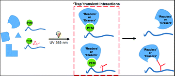 Graphical abstract: Developing diazirine-based chemical probes to identify histone modification ‘readers’ and ‘erasers’