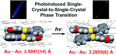 Graphical abstract: Photoinduced single-crystal-to-single-crystal phase transition and photosalient effect of a gold(i) isocyanide complex with shortening of intermolecular aurophilic bonds