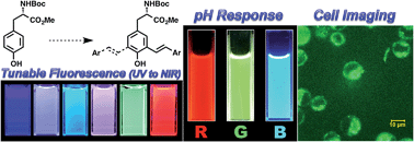 Graphical abstract: Tyrosine-derived stimuli responsive, fluorescent amino acids