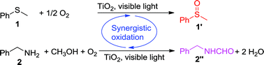 Graphical abstract: Synergistic photocatalytic aerobic oxidation of sulfides and amines on TiO2 under visible-light irradiation