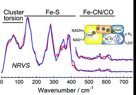 Graphical abstract: Nuclear resonance vibrational spectroscopy reveals the FeS cluster composition and active site vibrational properties of an O2-tolerant NAD+-reducing [NiFe] hydrogenase