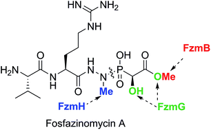Graphical abstract: Biosynthesis of fosfazinomycin is a convergent process