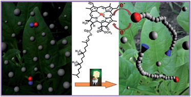 Graphical abstract: Utilizing the electron transfer mechanism of chlorophyll a under light for controlled radical polymerization