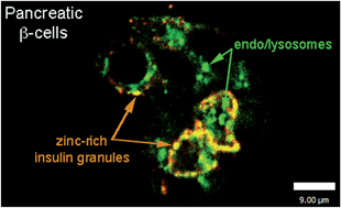Graphical abstract: A far-red emitting probe for unambiguous detection of mobile zinc in acidic vesicles and deep tissue