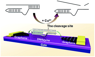 Graphical abstract: Graphene–DNAzyme junctions: a platform for direct metal ion detection with ultrahigh sensitivity