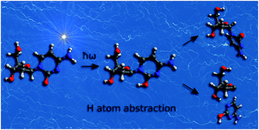 Graphical abstract: Excited-state hydrogen atom abstraction initiates the photochemistry of β-2′-deoxycytidine