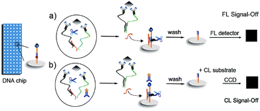 Graphical abstract: High-throughput imaging assay of multiple proteins via target-induced DNA assembly and cleavage