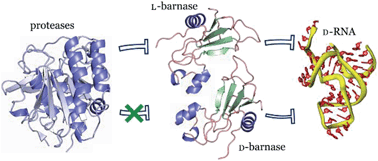Graphical abstract: Total synthesis and biochemical characterization of mirror image barnase