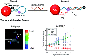 Graphical abstract: A two-dimensional molecular beacon for mRNA-activated intelligent cancer theranostics