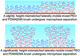 Graphical abstract: Macroscopic lateral heterogeneity observed in a laterally mobile immiscible mixed polyelectrolyte–neutral polymer brush