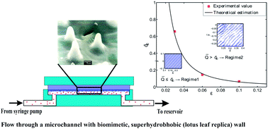 Graphical abstract: Tunable hydrodynamic characteristics in microchannels with biomimetic superhydrophobic (lotus leaf replica) walls