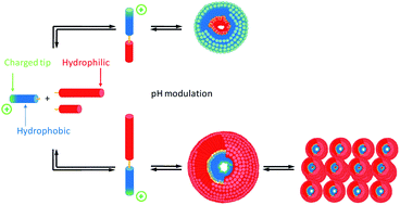 Graphical abstract: Core–shell inversion by pH modulation in dynamic covalent micelles