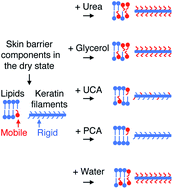 Graphical abstract: Stratum corneum molecular mobility in the presence of natural moisturizers