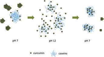 Graphical abstract: pH-driven encapsulation of curcumin in self-assembled casein nanoparticles for enhanced dispersibility and bioactivity