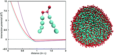 Graphical abstract: Efficient solvent-free dissipative particle dynamics for lipid bilayers