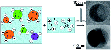 Graphical abstract: Self-limiting droplet fusion in ionic emulsions