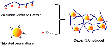 Graphical abstract: Thiolated human serum albumin cross-linked dextran hydrogels as a macroscale delivery system