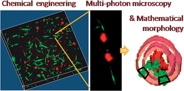 Graphical abstract: Fibrillogenesis from nanosurfaces: multiphoton imaging and stereological analysis of collagen 3D self-assembly dynamics