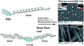 Graphical abstract: Thermo-reversible gelation of rod-coil and coil-rod-coil molecules based on poly(dimethyl siloxane) and perylene imides and self-sorting of the homologous pair