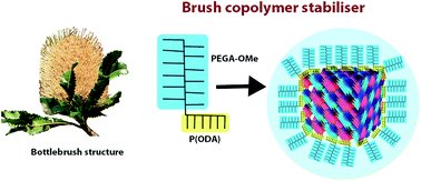 Graphical abstract: Novel RAFT amphiphilic brush copolymer steric stabilisers for cubosomes: poly(octadecyl acrylate)-block-poly(polyethylene glycol methyl ether acrylate)