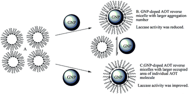 Graphical abstract: Gold nanoparticles tune the activity of laccase in anionic reverse micelles