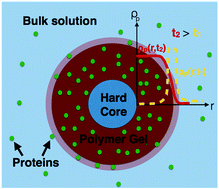 Graphical abstract: Dynamic density functional theory of protein adsorption on polymer-coated nanoparticles