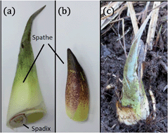 Graphical abstract: Surface micro/nanotopography, wetting properties and the potential for biomimetic icephobicity of skunk cabbage Symplocarpus foetidus