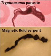 Graphical abstract: Complex magnetic fields breathe life into fluids