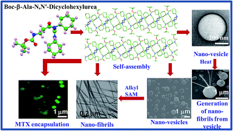 Graphical abstract: A simple N,N′-dicyclohexylurea adduct of β-alanine can self-assemble to generate nano-morphological versatility in response to different environmental conditions