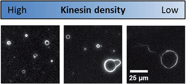 Graphical abstract: Controlling self-assembly of microtubule spools via kinesin motor density