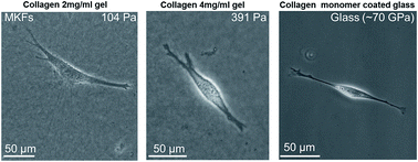 Graphical abstract: Reprogramming cellular phenotype by soft collagen gels