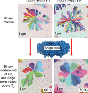 Graphical abstract: Shiga toxin induces membrane reorganization and formation of long range lipid order