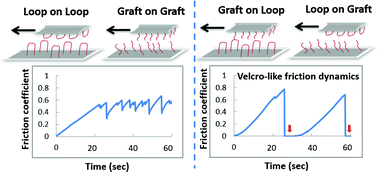 Graphical abstract: Modulation of friction dynamics in water by changing the combination of the loop- and graft-type poly(ethylene glycol) surfaces