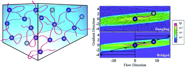 Graphical abstract: Celebrating Soft Matter's 10th Anniversary: Chain configuration and rate-dependent mechanical properties in transient networks