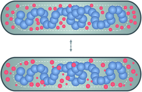 Graphical abstract: A polymer in a crowded and confined space: effects of crowder size and poly-dispersity