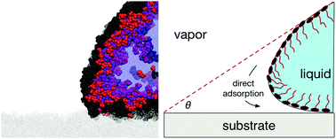 Graphical abstract: Smoothing of contact lines in spreading droplets by trisiloxane surfactants and its relevance for superspreading