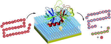 Graphical abstract: Anionic deep cavitands enable the adhesion of unmodified proteins at a membrane bilayer