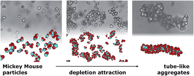 Graphical abstract: Self-assembly of “Mickey Mouse” shaped colloids into tube-like structures: experiments and simulations